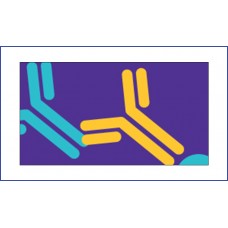 Secondary Antibodies